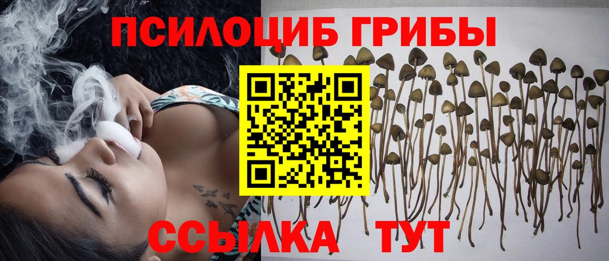 Псилоцибиновые грибы Psilocybe Гусев